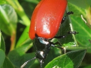 Poplar Leaf Beetle (Chrysomela populi)
