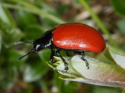 Poplar Leaf Beetle (Chrysomela populi)