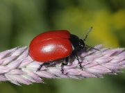Poplar Leaf Beetle (Chrysomela populi)