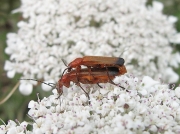 Soldier Beetle (Rhagonycha fulva)