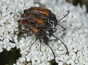 Strangalia melanura