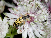 Strangalia maculata