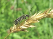 Thick-legged Flower Beetle (Oedemera nobilis) - male