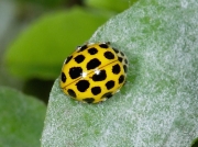 22-spot Ladybird (Psyllobora vigintiduopunctata)