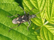 Two-banded Longhorn Beetle (Rhagium bifasciatum)