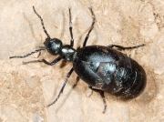Violet Oil Beetle (Meloe violaceus)