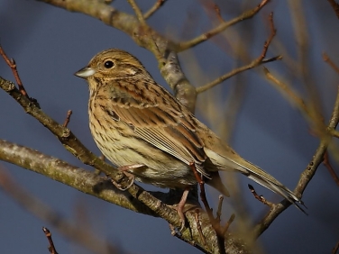 Cirl Bunting (Emberiza cirlus) - female in winter