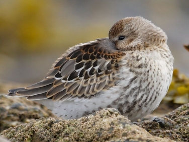 Dunlin (Calidris alpina) - juvenile/first winter