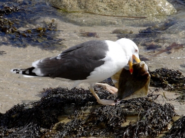 Great Black-backed Gull (Larus marinus) with Flounder
