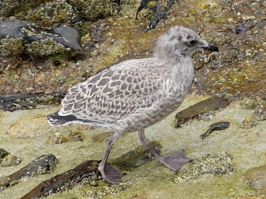 Herring Gull (Larus argentatus) - juvenile