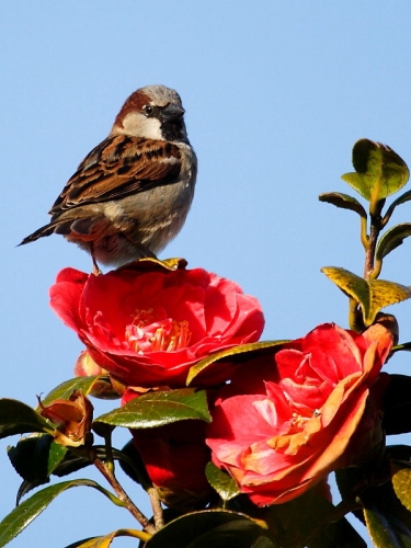 House Sparrow (Passer domesticus) - male