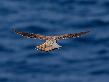 Kestrel (Falco tinnunculus) hovering