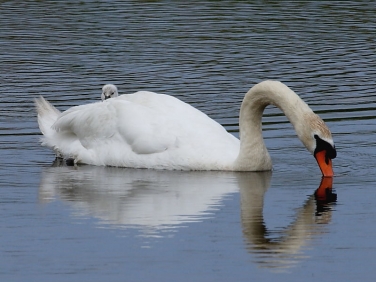 Mute Swan (Cygnus olor) with cygnet