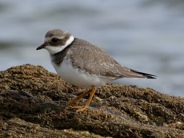 Ringed Plover (Charadrius hiaticula) - juvenile