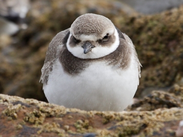 Ringed Plover (Charadrius hiaticula) - juvenile