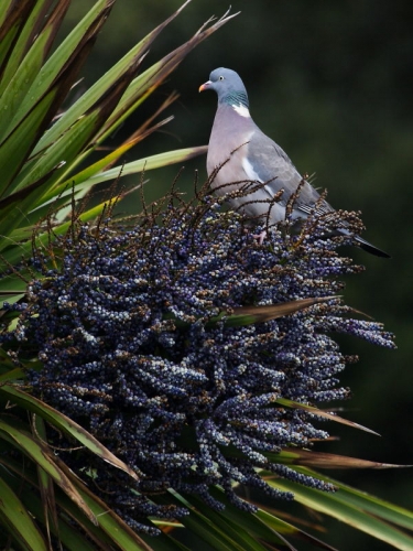 Woodpigeon (Columba palumbus) in a palm tree