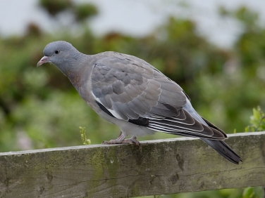 Woodpigeon (Columba palumbus) - juvenile