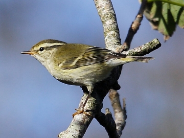 Yellow-browed Warbler (Phylloscopus inornatus)