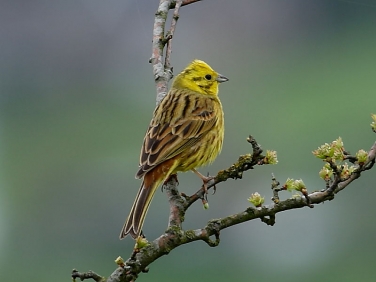 Yellow Hammer (Emberiza citrinella)