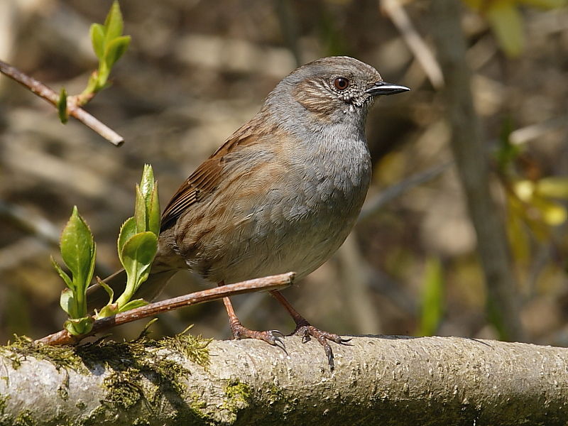 Dunnock or Hedge Sparrow (Prunella modularis)