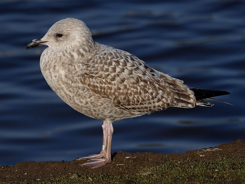 Herring Gull (Larus argentatus) - 1st-winter