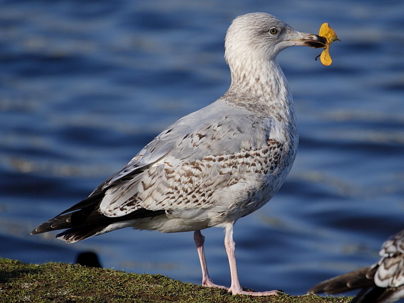 Herring Gull (Larus argentatus) - 2nd-winter