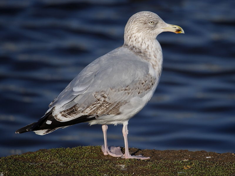 Herring Gull (Larus argentatus) - 3rd-winter