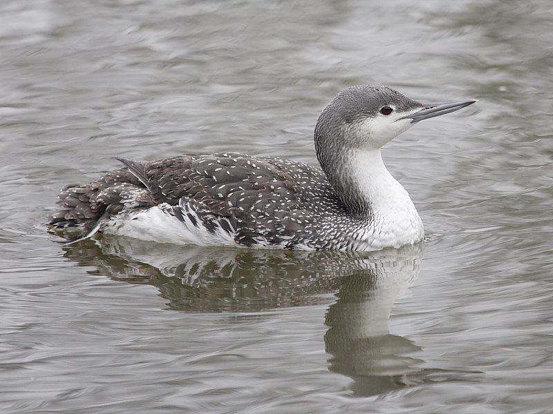 Gangster komme til syne prinsesse Red-throated Diver at St Andrew's Pool near St Austell in Cornwall |  Wildlife Insight