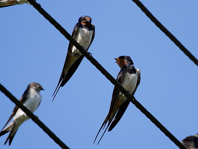 Swallow (Hirundo rustica)