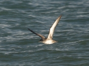Balearic Shearwater (Puffinus mauretanicus)  in flight