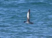 Balearic Shearwater (Puffinus mauretanicus) in flight off St Ives Island