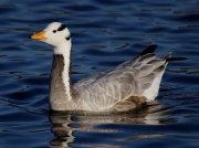 Bar-headed Goose (Anser indicus)