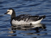 Barnacle Goose (Branta leucopsis)