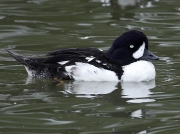 Barrow's Goldeneye (Bucephala islandica)