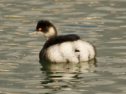 Black-necked Grebe (Podiceps nigricollis)