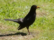 Blackbird (Turdus merula) - male