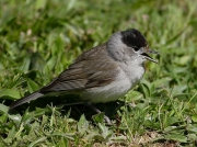 Blackcap (Sylvia atricapilla)