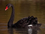Black Swan