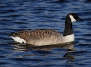 Canada Goose (Branta canadensis)