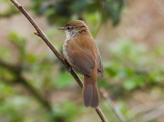 Cetti's Warbler