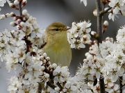 Chiffchaff (Phylloscopus collybita)