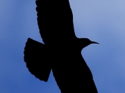 Chough (Pyrrhocorax pyrrhocorax) at Lizard Point