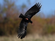 Chough (Pyrrhocorax pyrrhocorax)