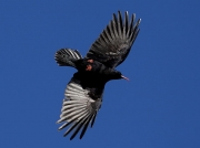 Chough (Pyrrhocorax pyrrhocorax)
