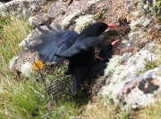 Chough (Pyrrhocorax pyrrhocorax)