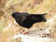 Chough (Pyrrhocorax pyrrhocorax)