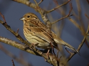 Cirl Bunting (Emberiza cirlus) - female in winter