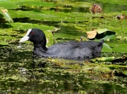 Coot (Fulica atra)