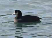 Coot (Fulica atra) with abnormal head