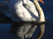 Mute Swan © Steve Ogden